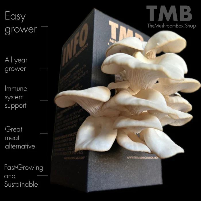 White Oyster 3.webp